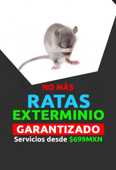 FUMIGACION DE RATAS.
